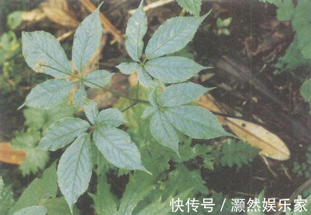 头冠|农村这种野草，果实长得像“鸡冠”，根200一斤，遇到请保护它