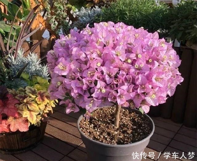 养花要“舍得剪”，把这6种花卉剪成“光杆子”，开花变成棒棒糖！