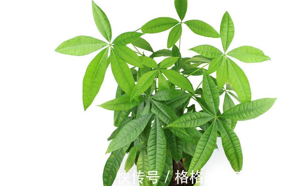 要想养好发财树,3个养护小知识必须要记牢,不然会出现枯枝败叶
