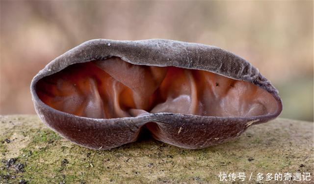 做法|木耳别再炒肉了,教你新做法,酥脆咸香,天天吃都不腻!