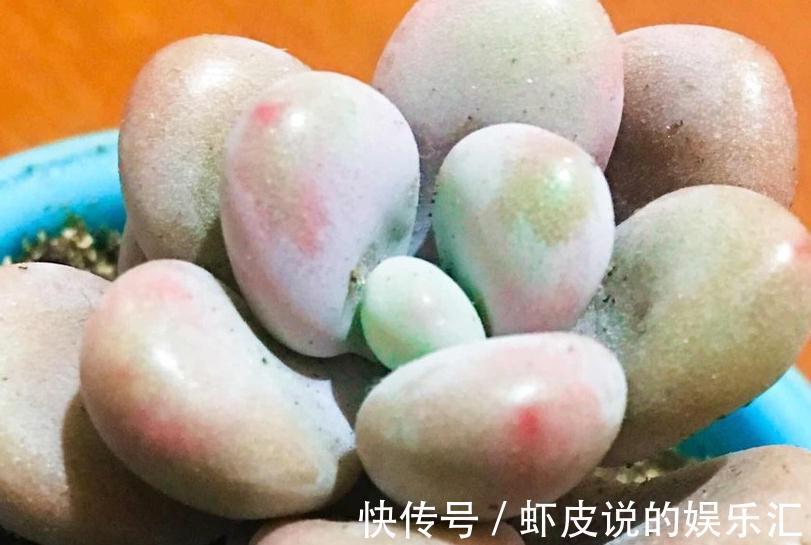 新上盆的多肉植物服盆期如何浇水,多久浇一次水才能快速服盆