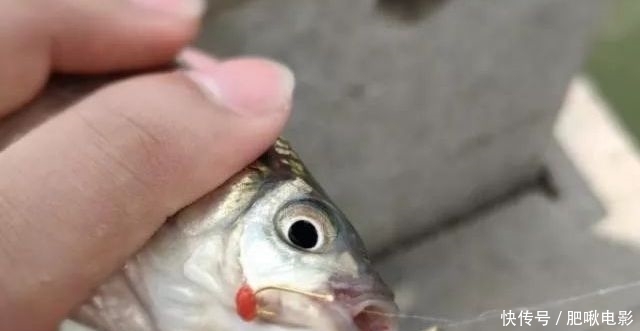 泡沫饵加点“它”,鲫鱼鲤鱼好钓到怀疑人生!