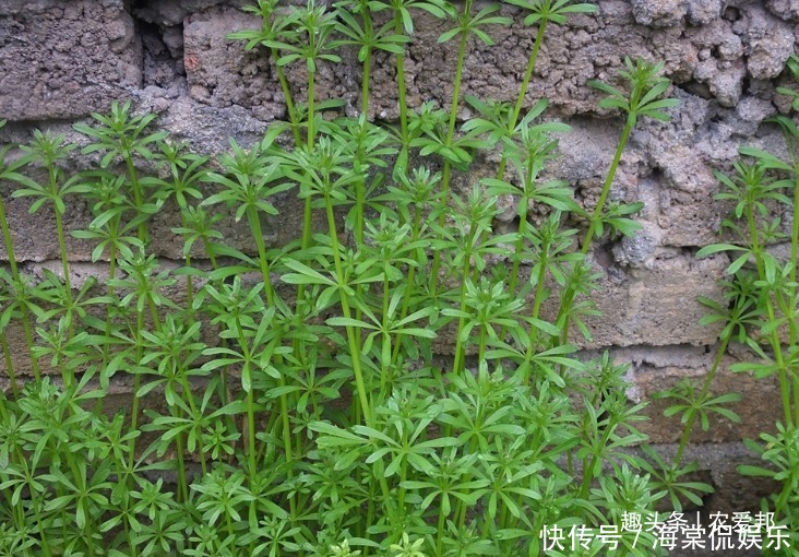 農民最討厭的野草,居然藥食兩用將它曬干后,可以賣20元一斤