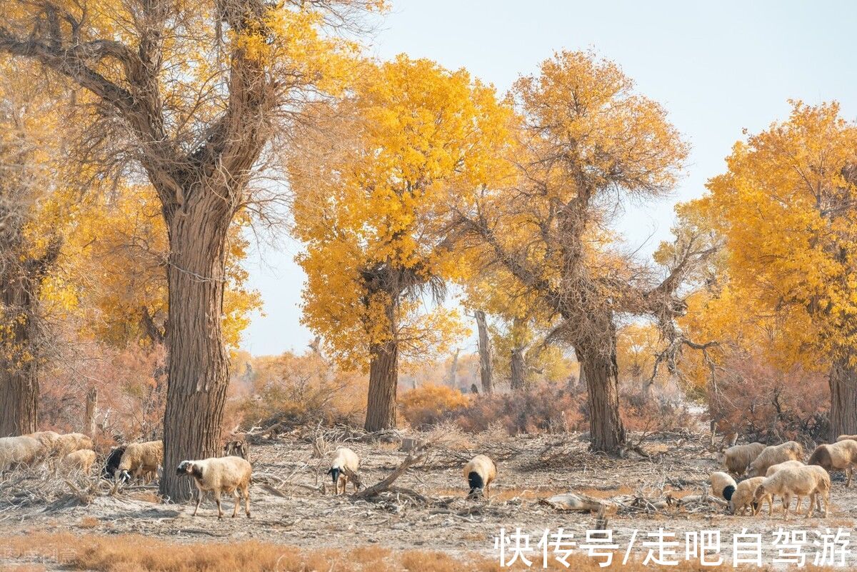 红松|《国家地理》评选的最美森林，去过一半此生无憾，你去过几个？