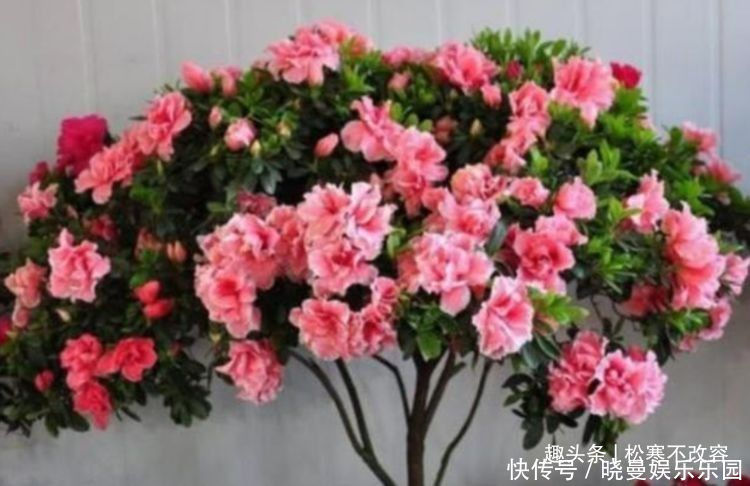 秋凉|此款花卉，月份最容易爆盆，越热开花越旺，开花多又艳