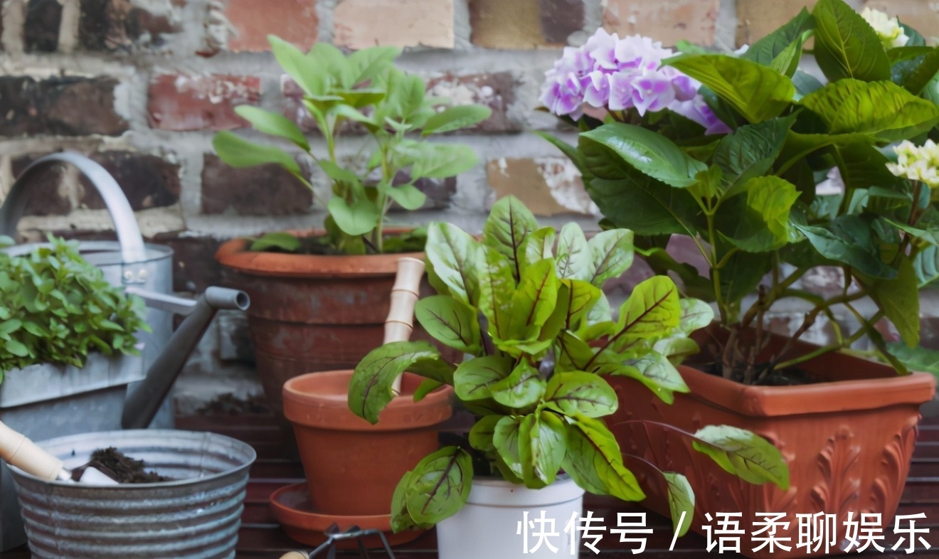 光照|总结养花“十大问题”,只要学会,你就是养花大神