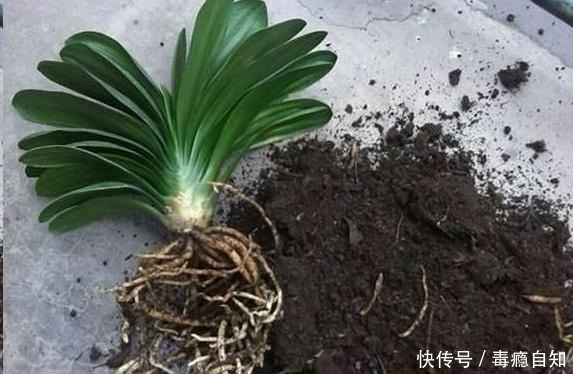 君子兰养了好几年，就是不开花，用了这个小技巧，一下开了几十朵！