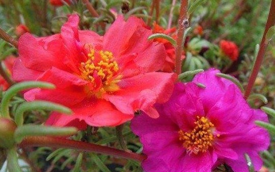 不会养花就养这4款“便宜花”，一年四季开花不断，花色多又艳