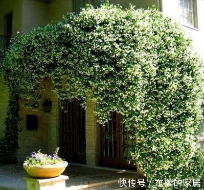 院子里不要乱种花,五一后此花要栽2棵,花开190天,香飘满院