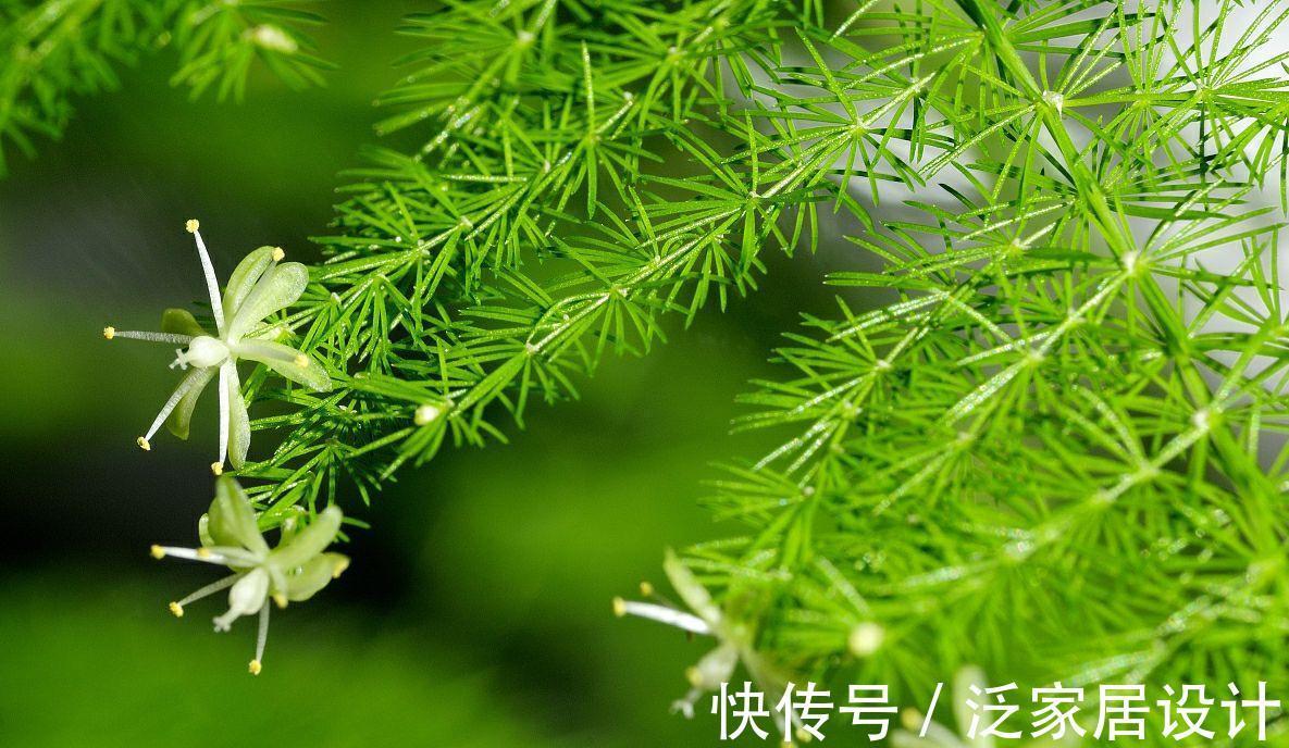 枝繁叶茂|文竹黄叶和4点有关,掌握要点后,苗壮叶肥还漂亮