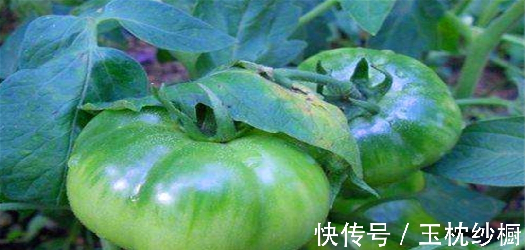 黄花菜|这3种蔬菜不能随便吃,很多人都不注意,你还在吃吗