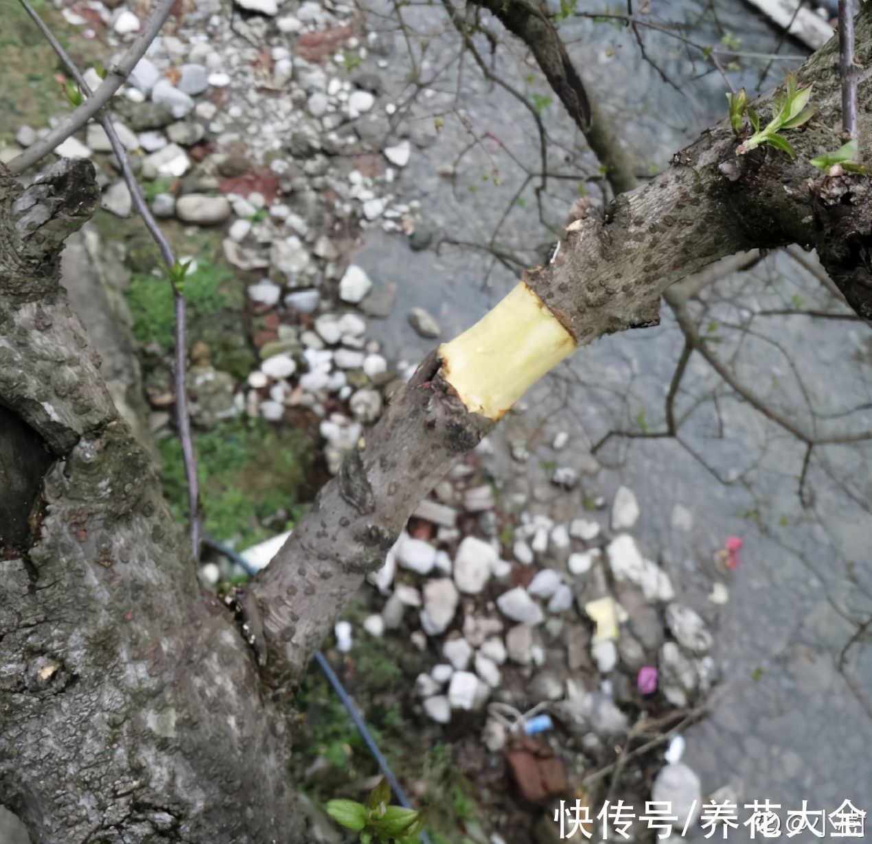 大粗杆子扦插，泥巴一裹就生根，秒变老桩大户