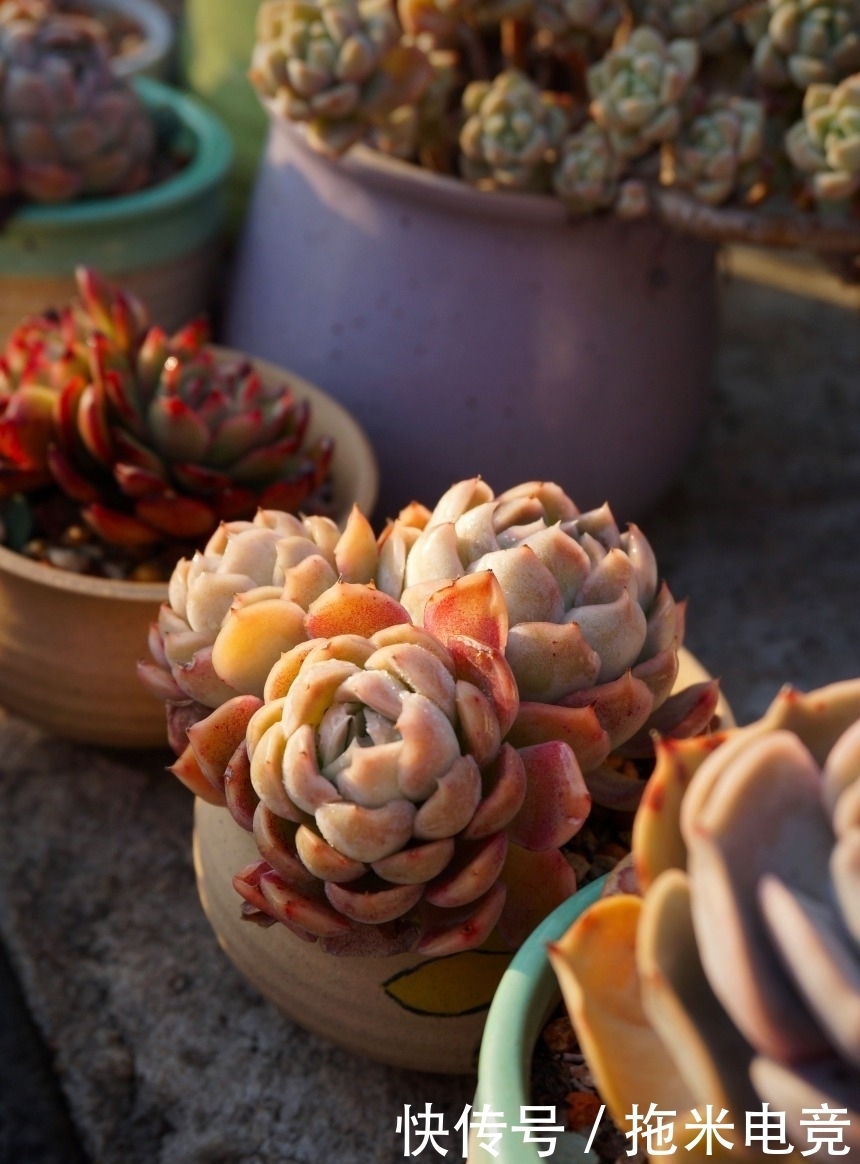 春天，去天台赏肉