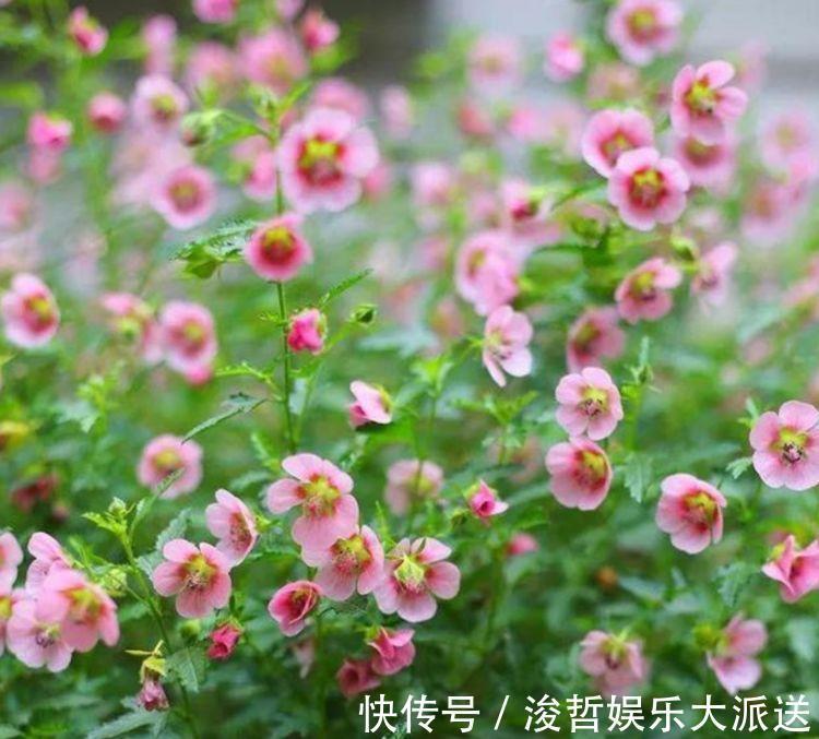 修剪|“4种花”懒人、新手都能养的好,一言不合就爆盆,你一定喜欢