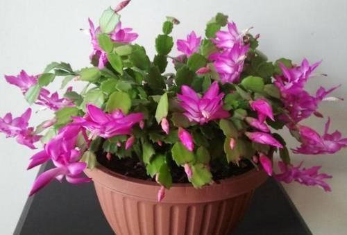 将此4点落实到位,盆栽蟹爪兰,将年年一茬又一茬地开花