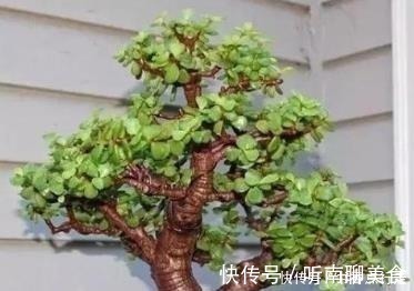 老桩|家里养金枝玉叶,几件“小事”做好了,小苗快速变老桩,枝繁叶茂