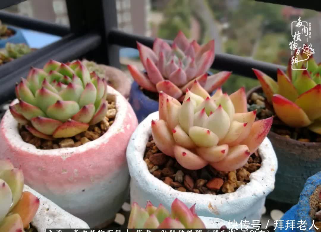养多肉，我们到底养的是什么？