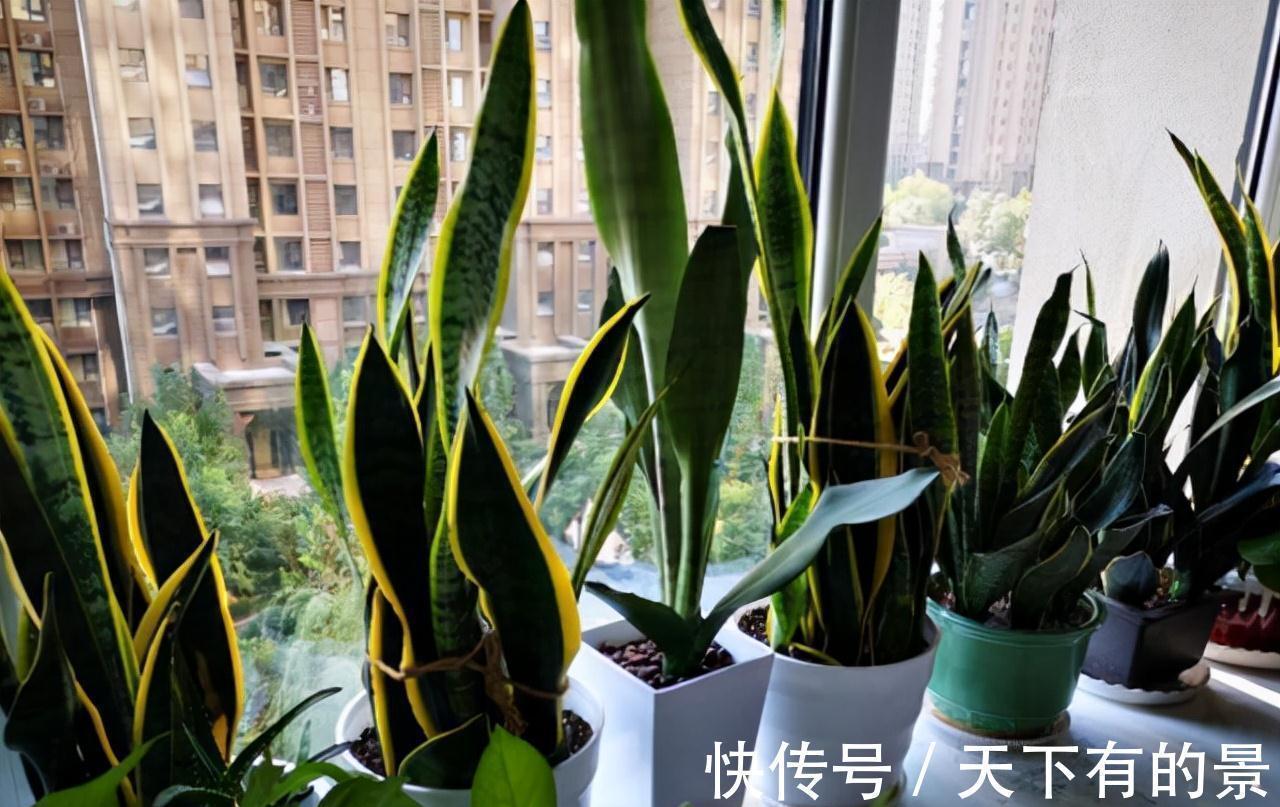 复合肥|“穷养”5种花,用小花盆栽种,多晒少管更利于生长,又美又值钱