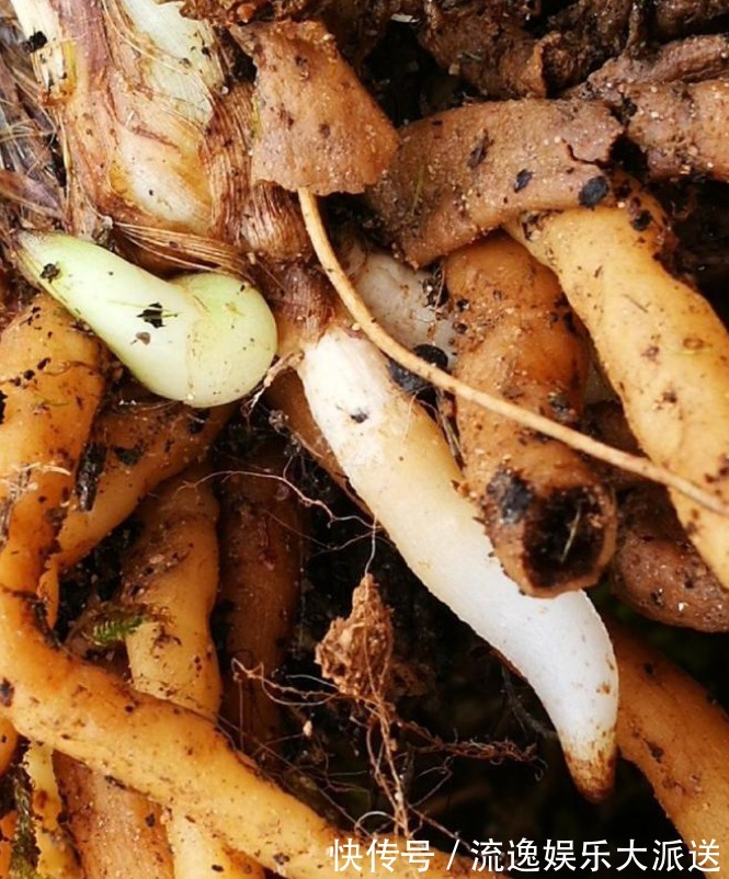 花农|兰花烂根了怎么救花农教你几招,救活几盆烂根的兰花不成问题