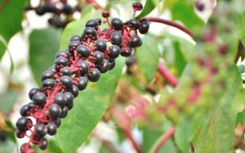 土人参|农村常见的“土人参”,能清热解火,解毒散瘀,降血压,你认识吗