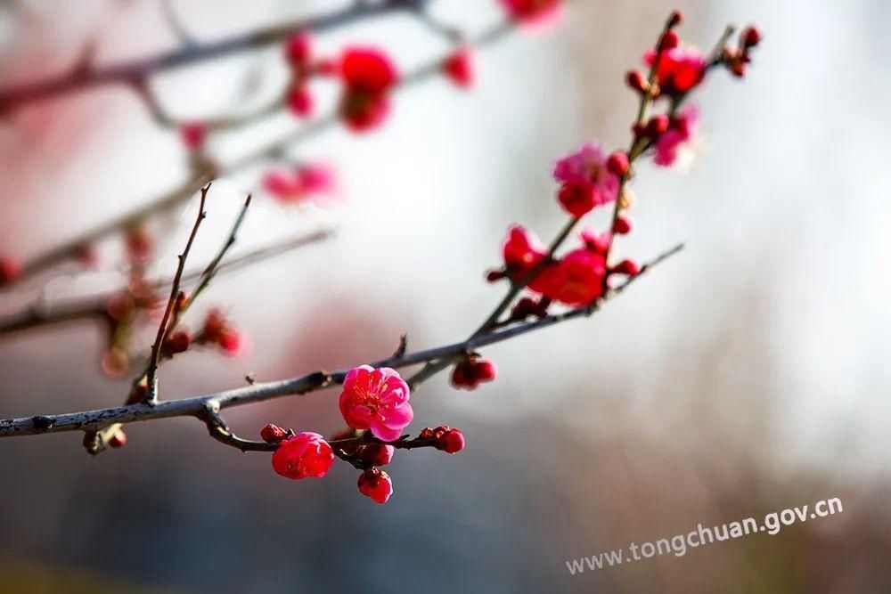 低薪|【春天里的铜川】初春的脚步——红梅花儿开