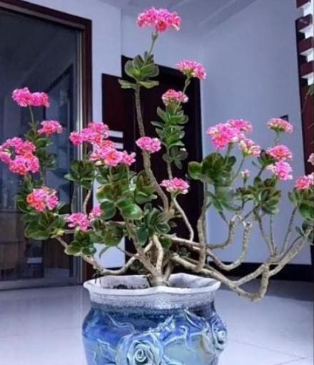 6种常见的“漂亮花”,好养少浇水,养成盆景“身价”翻倍