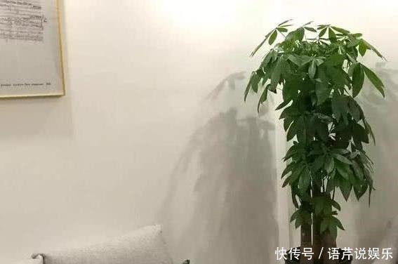 土壤结块|果皮酵素、啤酒水,1周“松土”1次,比啥肥都强