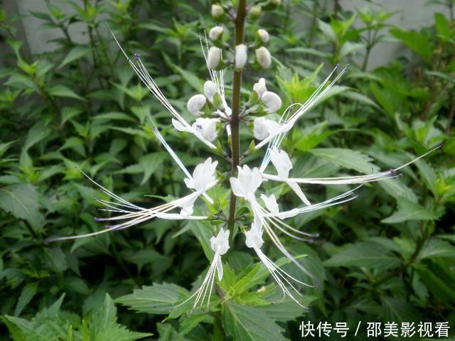 它是农村的金贵植物却常被铲除,被称为民间“肾茶”