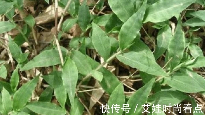 皇室|野外一种长得像竹叶的野草,曾是皇室用品,人称“帝王之草”