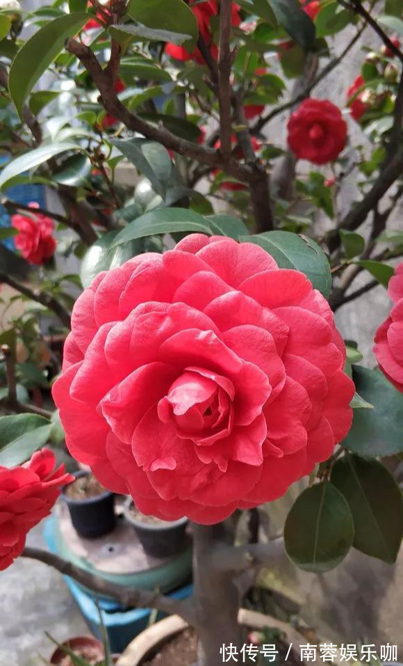 银杏银杏|对花有一种特殊的情怀,能养几十年的花,养1盆当传家宝!