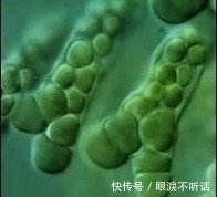 矿物 全世界4200多种矿物质中,钻石为什么是最坚硬的?