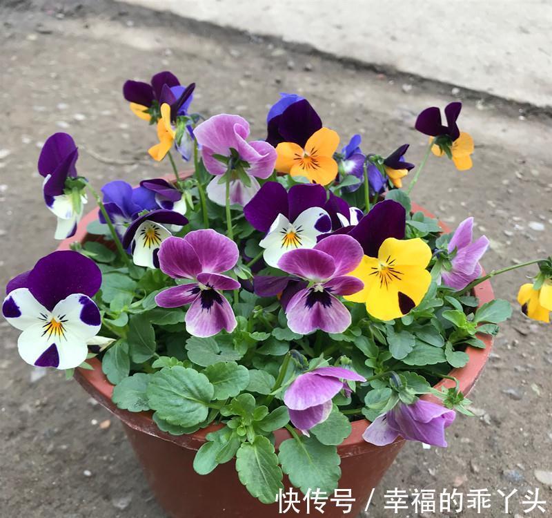 年宵花|5种“耐寒花”,好看不怕冻,低温也能爆花,一直开到初夏