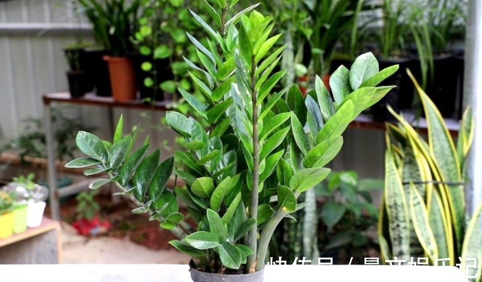 花卉|家里经常养的5种花,很多人还不知道有毒性,养护时要注意