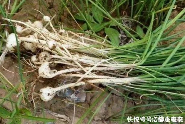 埋沒在農村4種抗癌野菜，很多人嫌臟不愿吃，卻比蒲公英好100倍