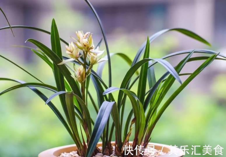 秋冬季节买兰花，一个要点要牢记，掌握了才能快速开花，长爆盆