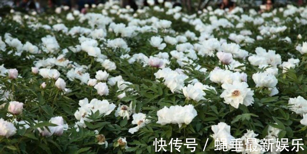 刘禹锡#刘禹锡最经典的一首诗,每一句都美得如诗如画,怎一个美字了得