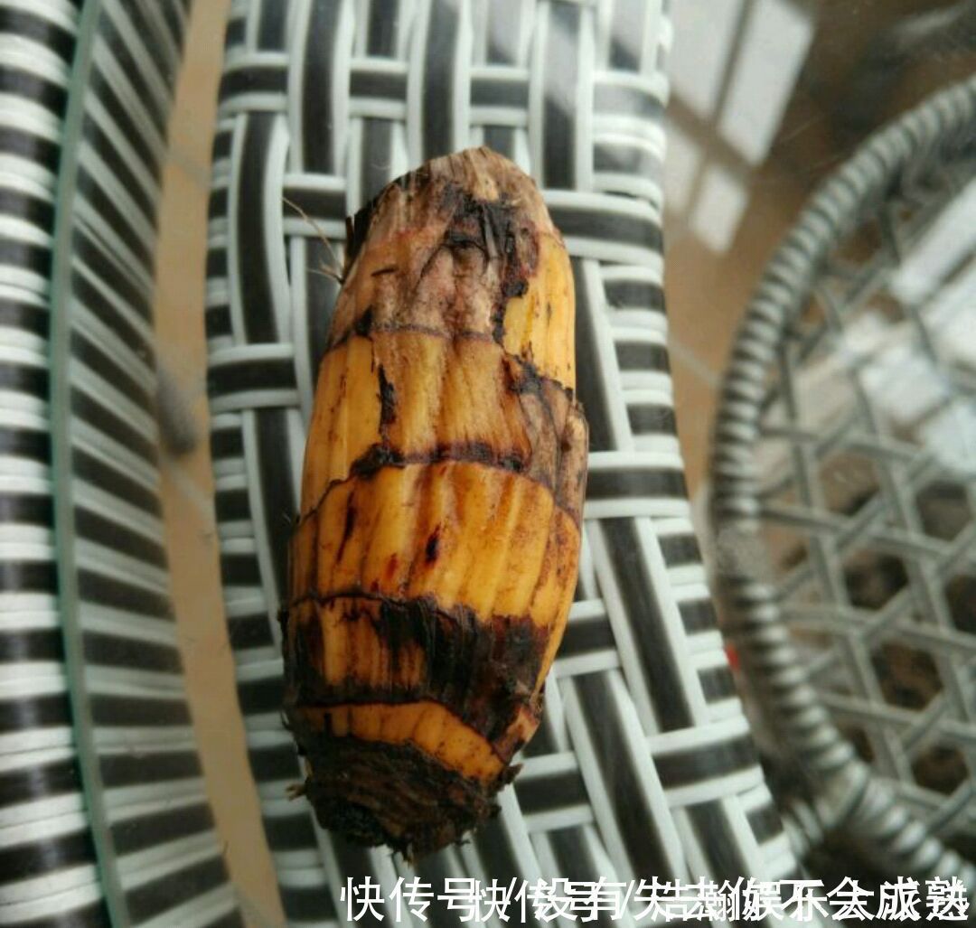 养护|兰花植株根系腐烂而没有根了还能长出来吗兰花新苗上盆焦尖咋办