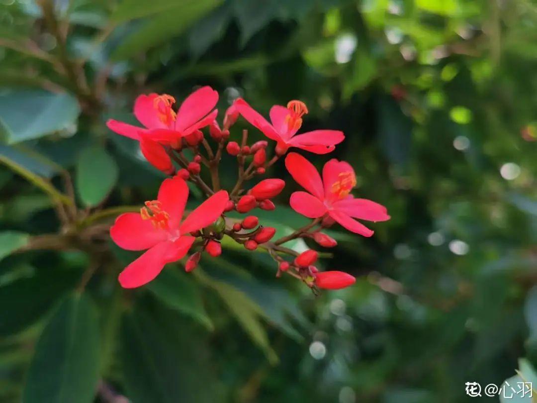 有毒性|20种有毒花,出门别乱摘,有小孩的特别注意