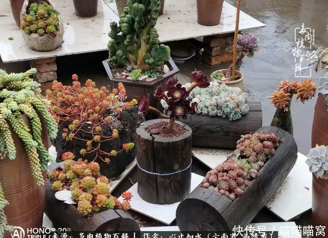 多肉|你是爱,是暖,是希望,你是人间四月天!