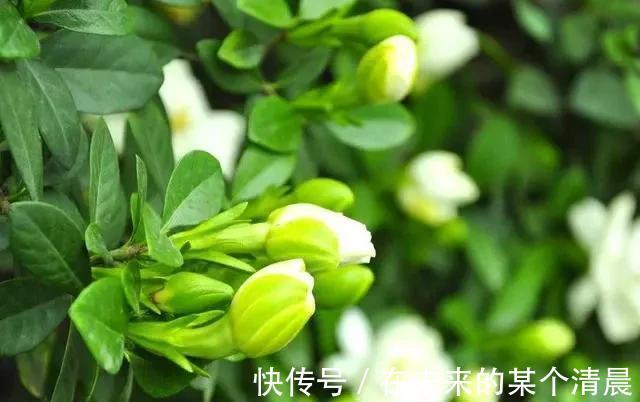 长寿花|这4种花,剪个枝插水里,10天就生根,当下季节最佳