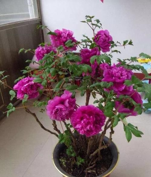 春节来临，为了营造气氛，你在家里摆上什么鲜花？