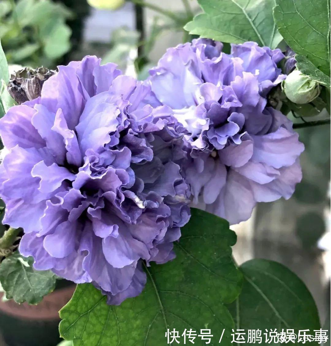 三角梅|30种夏天花,热不死、晒不死,大半年都开花,还没病虫害