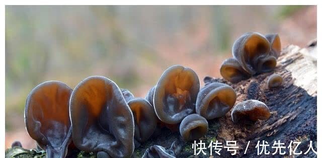 营养物质|一旦查出高血压,5种食物敞开吃,增强血管弹性,血压更稳定