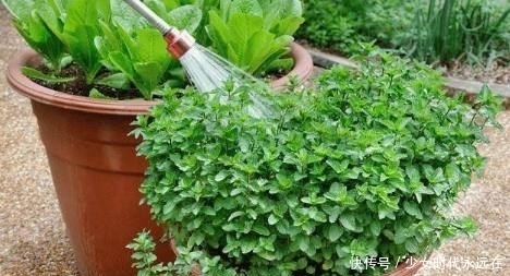 花卉|室内养护花卉的3个浇水原则，学会了再也不怕把花浇死了