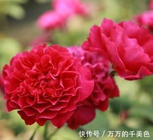 月季暮光之城 紫红色的高贵质感 玫瑰浓香 堪称月季中的珍品 快资讯