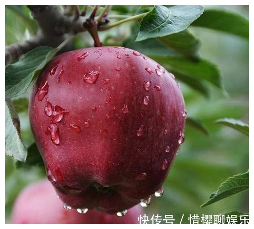 番石榴|想养肠胃的人,尽量少吃或不吃3种水果,胃会感激你