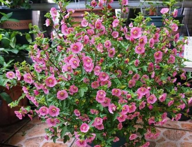 石竹花|3种漂亮花,家里养一盆最合适,一开就是300多天,开花漂亮花期长