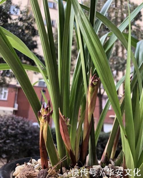 兰花通风那么重要，为什么很少人用吊盆养呢