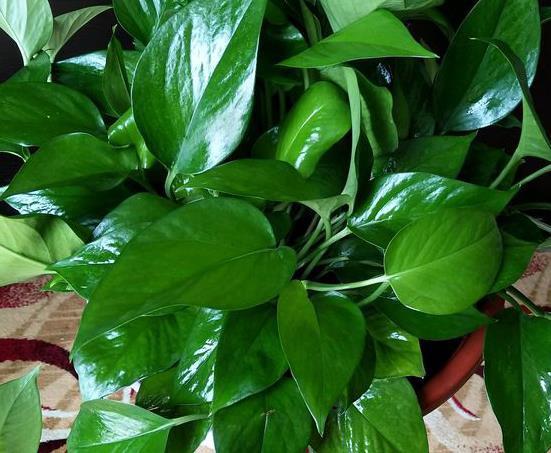 4种“花”,爱喝“油”,盆里1周灌1勺,根壮叶绿花苞大,别忽视