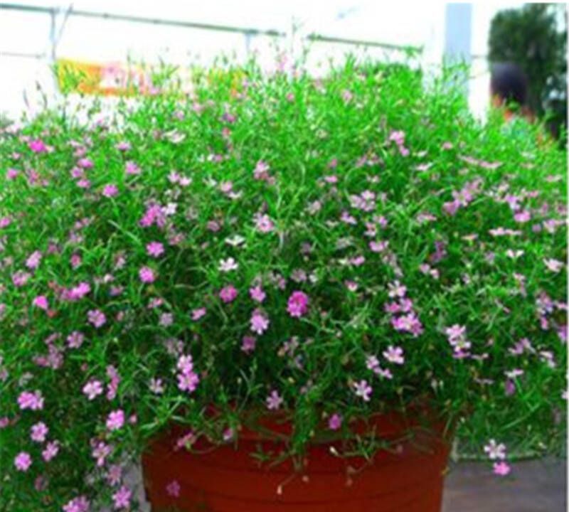 养花试试这几款,艳丽动人深受花友喜爱